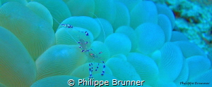 shrimp by Philippe Brunner 